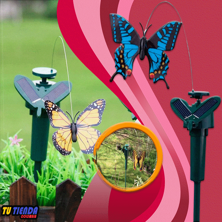 Mariposa y colibrí solar